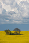 Åkerholme under dramatisk himmel