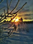 Solen skiner genom det kala äppelträdet