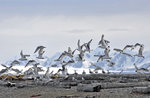 Måsar på forskningsö, Svalbard