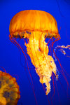 Golden Jellyfish