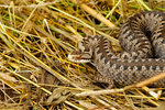 Vipera berus