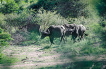 Vattenbufflar i Krugerparken, Sydafrika