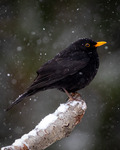 Koltrast - Blackbird ( Turdus merula )-9006-290323.jpg