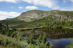 Bridge to nature