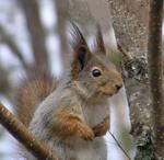 Ekorre (igen)med glimten i &ouml;gat(solen)