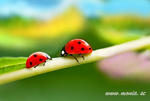 Ladybugs