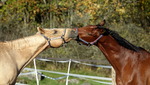 Hästar - Kärlek