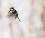 Flygande blåmes.