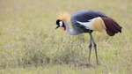 Gray Crowned Crane