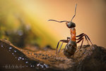 The philosophizing ant