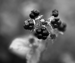 Blackberries in B/W