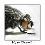 Fly on the wall...