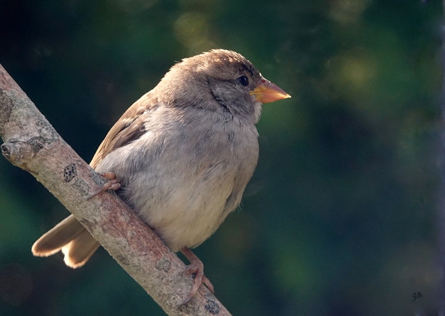 gr&aring;sparv i motljus