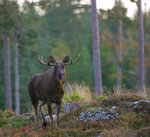 Förundrad