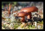 brun svamp av okänd sort