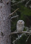 URAL OWL JUV.