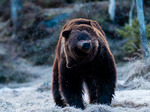 Brunbjörnen ruskar av sig