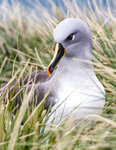 Gråhuvad albatross