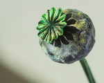 Poppy seeds