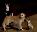 V&auml;ntande hundar