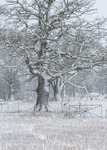 Sn&ouml;storm i ekhagen