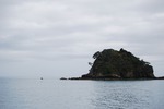 Delfin i Bay of Islands