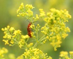 Röd skalbagge på gul blomma