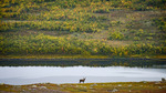 Ren i höstens Sarek