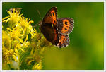 Sörplande Skogsgräsfjäril (Erebia ligea). Gullris (Solidago virgaurea)