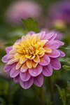 Dahlia