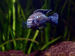 Melanochromis interruptus 2