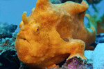 Painted Frogfish (Antennarius pictus)