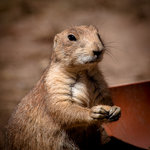 Fr&aring;n Kolm&aring;rdens djurpark