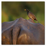 Jungle Myna på vattenbuffel