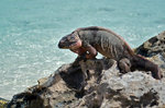 Leguan - Bahamas