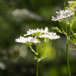 Coriandrum sativum