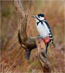 St&ouml;rre hackspett.