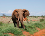Savann elefant