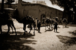 En karavan med Kuchi-nomader går genom Herat