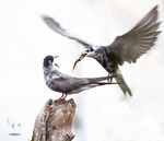 &Ouml;verl&auml;mning av f&aring;ngst