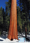Giant Sequoia