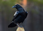 Corvus Corax