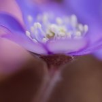 Prinsessan V&aring;r &auml;r h&auml;r