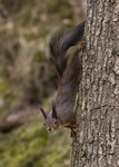 Ekorre p&aring; tr&auml;dstam