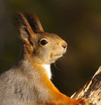 Portr&auml;tt p&aring; Kurt.