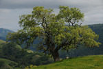 California Valley Oak