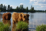 Ett svalkande bad i Dalälven en varm sommardag