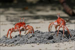 Ghost Crabs