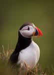 Puffin