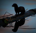 P&aring; kv&auml;llsjakt